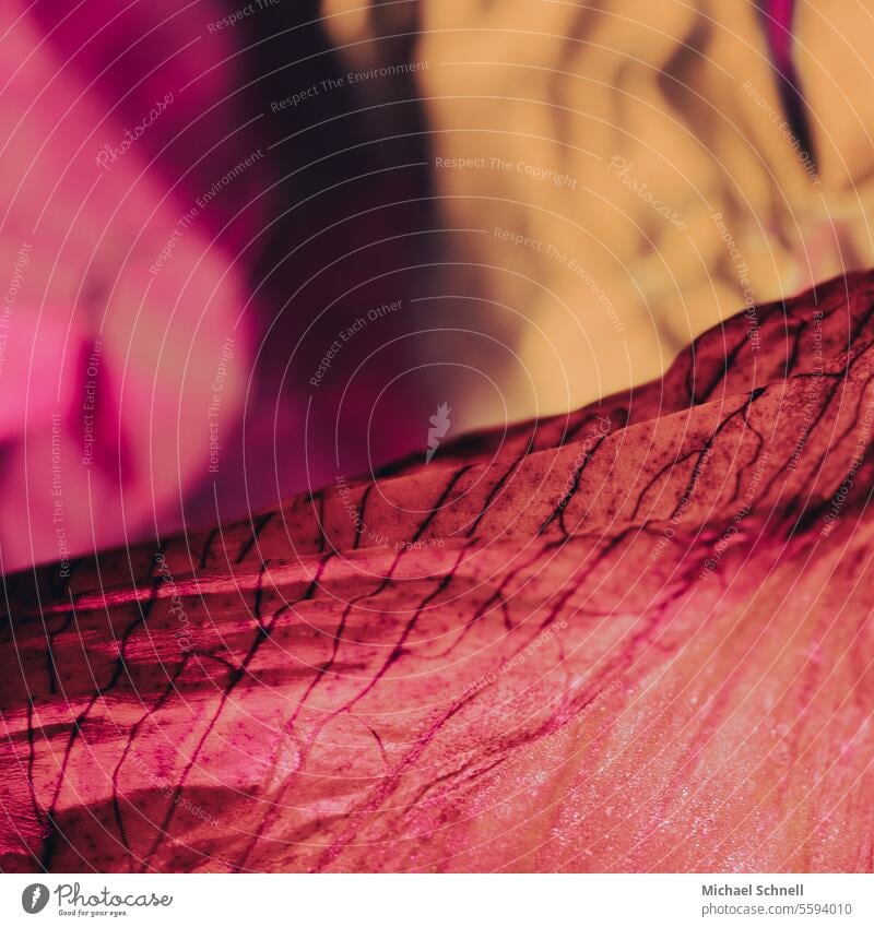 Macro image of a red leaf Abstract abstraction abstract photography Red tones Art Colour photo Aesthetics Creativity Esthetic Pattern Work of art Design