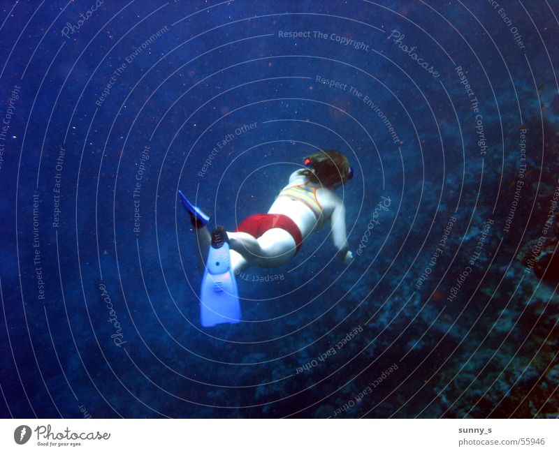 ever deeper Dive Snorkeling Water Underwater photo Water wings