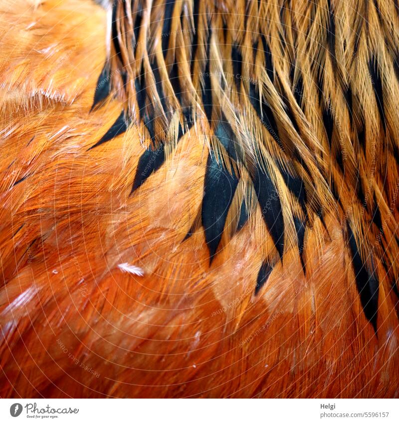 https://www.photocase.com/photos/5596157-warming-plumage-chicken-rooster-feathers-photocase-stock-photo-large.jpeg