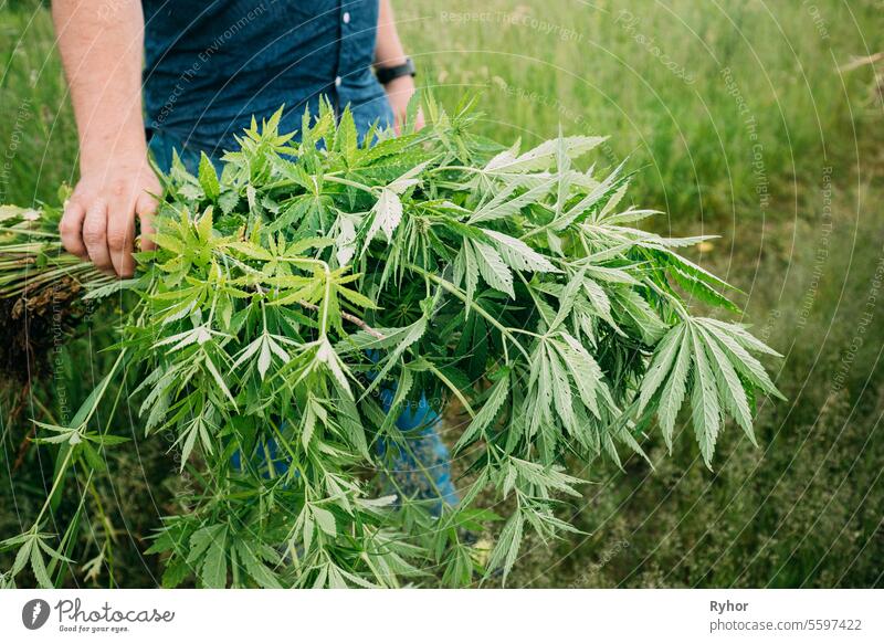 Man Holding Heap Bunch Legal Green Marijuana Cannabis Sprout In His Hands. Cannabis Beautiful Marijuana Cannabis Plant. Close Up health care caucasian growing