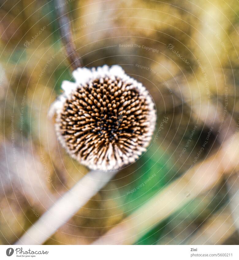 Dry flower with seeds Plant Flower #Seeds Nature Close-up Colour photo Exterior shot Brown Detail Garden Transience Autumn