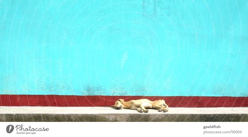 siesta Sleep Calm Dog Multicoloured Background picture Animal Wall (barrier) Central America Vacation & Travel Appetite Stone