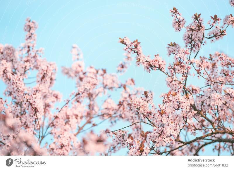 Pink cherry blossom at blue sky background. Seasonal springtime with blooming cherry tree and blurred effects. pink outdoor seasonal beautiful branch floral