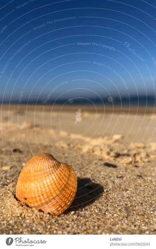 Close up photo of a shell on a beach against blurred background Sandy beach Discovery Beach Walk on the beach Maritime Mussel shell shells seashell pearl ocean