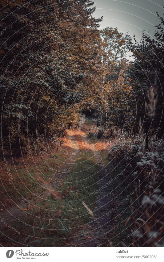 Photo of road in autumn forest Brown October November mood Seasons Deciduous forest Sense of Autumn Early fall Automn wood autumn walk leaves Forest atmosphere