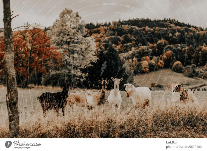 Herd of goats on autumnal fields with mountain in the background Goats Farm animal Animal Animal portrait Agriculture Grass Nature Exterior shot Colour photo