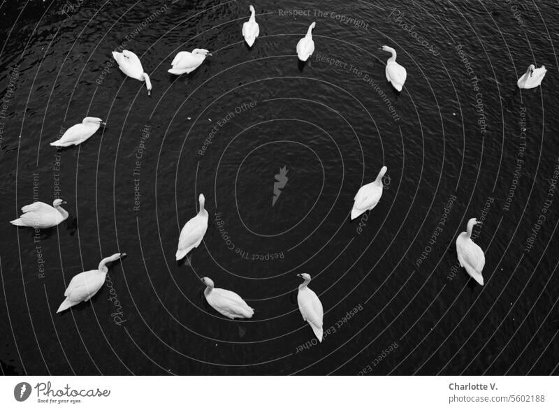 Swan dance I Swans from a bird's eye view swans animals Wildlife birds waterfowls Exterior shot Nature Bird Animal Wild animal Group of animals Water daintily