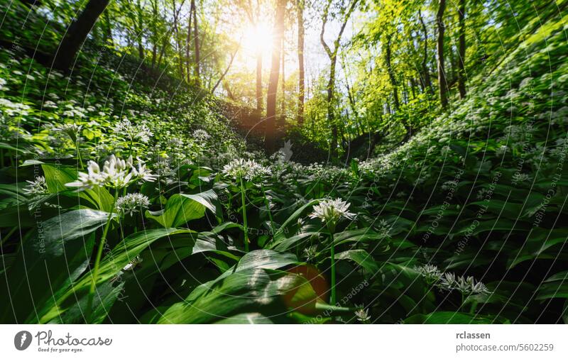 Sunlight piercing through a lush green forest canopy to illuminate a dense covering of wild garlic flowers sunlight trees nature woods spring flora bloom