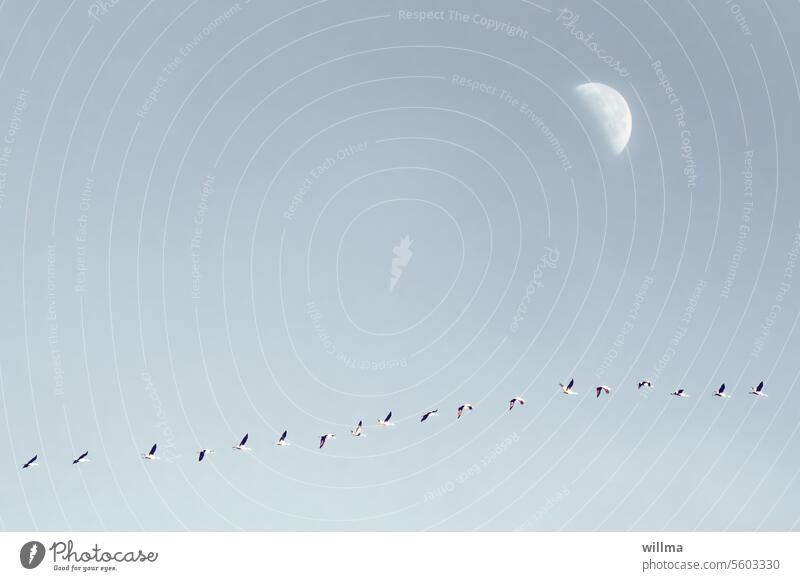 Of the moonstruck cranes Cranes flight Flying Moon Copy Space Neutral background Minimalistic minimalism Migratory birds bird migration