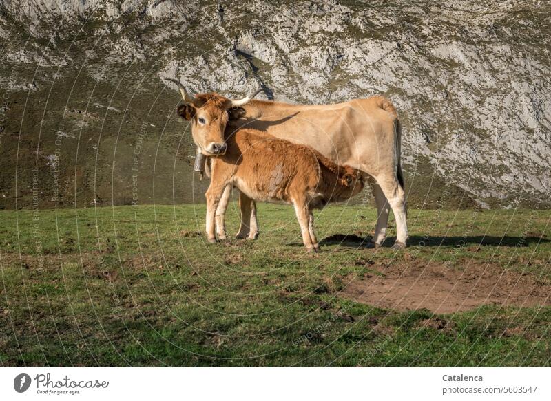 Cow suckling her calf on the mountain pasture Nature fauna Animal Mammal Farm animal Cattle Calf Milk Growth suckle Drinking Alpine pasture Meadow Grass