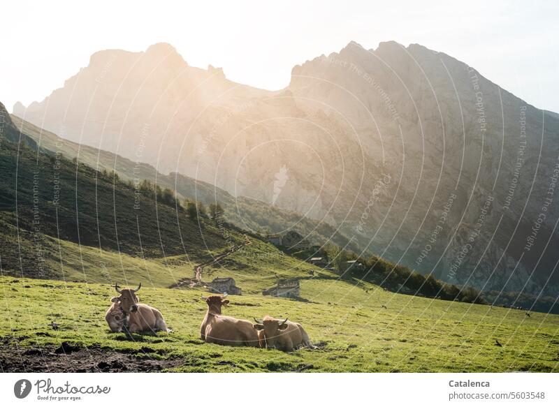 Resting cows on the mountain pasture Grass Animal Meadow Ruminant Day Summer daylight Beautiful weather Nature Environment Rock Sky mountains Peak Landscape