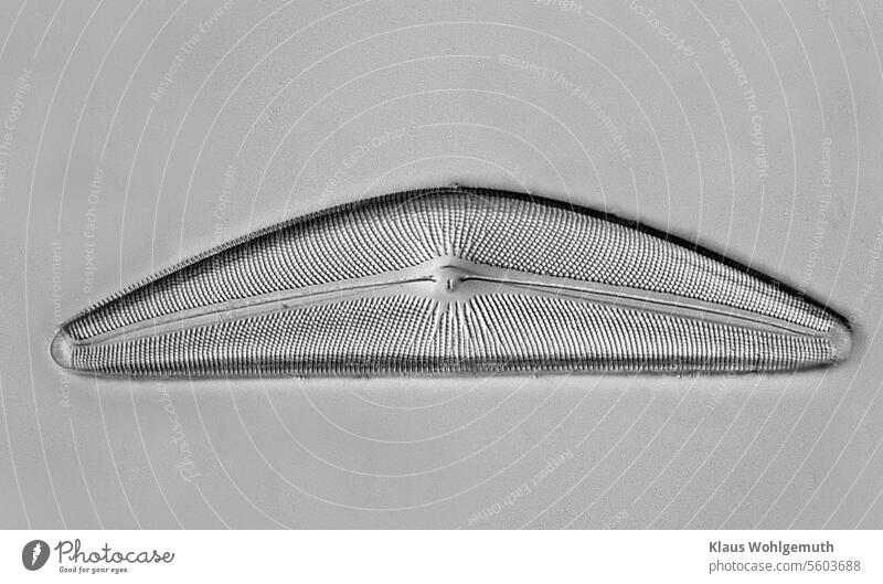 The microcosm, infinite variety. We see a diatom Cymbella from Terrebonne Oregon at approx. 400x magnification. Diatom alga Fossil Opal microscopy transmitted