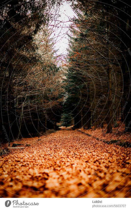 A photo of a path through autumnal forest Nature Forest Moody Footpath Loneliness Calm Relaxation To go for a walk Autumn forest path Fantasy Abstract