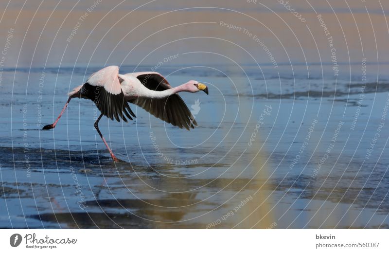 launch Nature Animal Wild animal Bird Flamingo Esthetic Elegant Exotic Free Blue Pink Brave Determination Beginning Movement Resolve Departure Flying