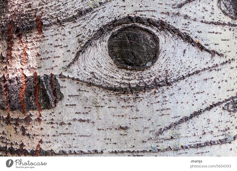 Portrait (knäckeboot) Birch tree Tree Wood bark White Tree bark Structures and shapes Pattern Detail Nature Close-up texture Environment Plant Growth Eyes