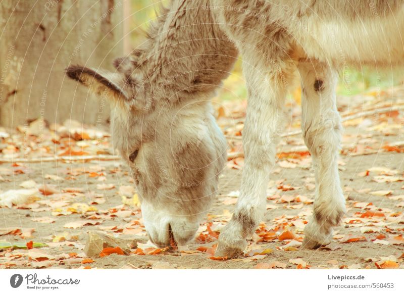 1 donkey Environment Nature Earth Plant Tree Leaf Animal Farm animal Donkey To feed Serene Patient Calm Colour photo Subdued colour Exterior shot Detail