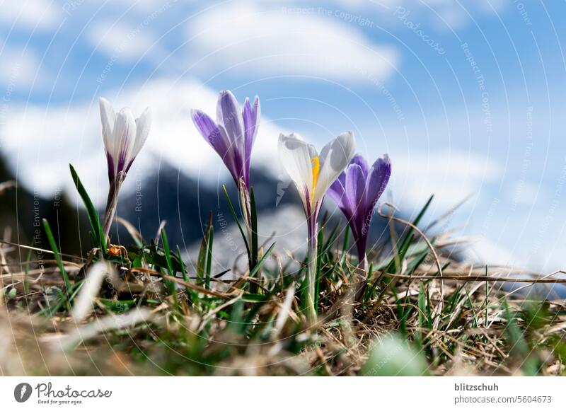 Crocuses on a mountain meadow in spring crocus Blossom Plant Violet Nature naturally Close-up Blossoming Spring Flower Spring fever Meadow mountains Grisons