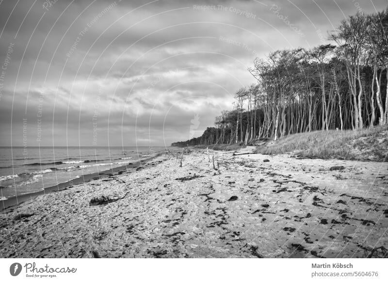 Pine forest on the beach on the Darss. White sand on the west beach. Cloudy sky sea ocean wave travel blue walk landscape romantic coast Sandy beach