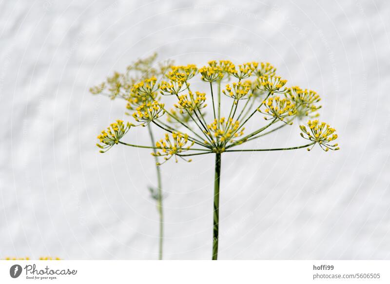 Dill, dill blossom against a white background Close-up Dill flower Dill blossom Yellow Herbs and spices Agricultural crop Green Summer Fresh Plant kitchen herbs