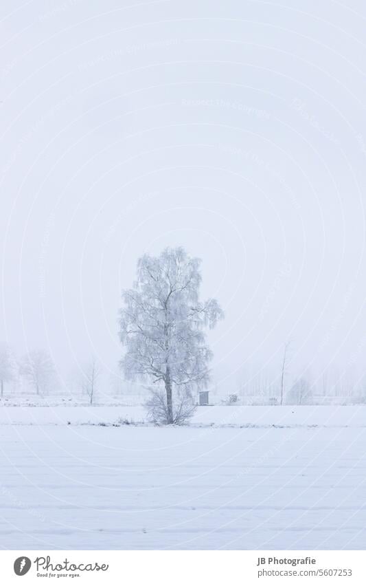 North German winter landscape Winter Winter mood Wintertime Tree Snow hazy Winter's day Snowscape Cold White chill Snow layer snow-covered Frost Nature Seasons