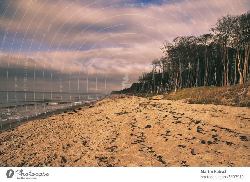 Pine forest on the beach on the Darss. White sand on the west beach. Cloudy sky sea ocean wave travel blue walk landscape romantic coast Sandy beach