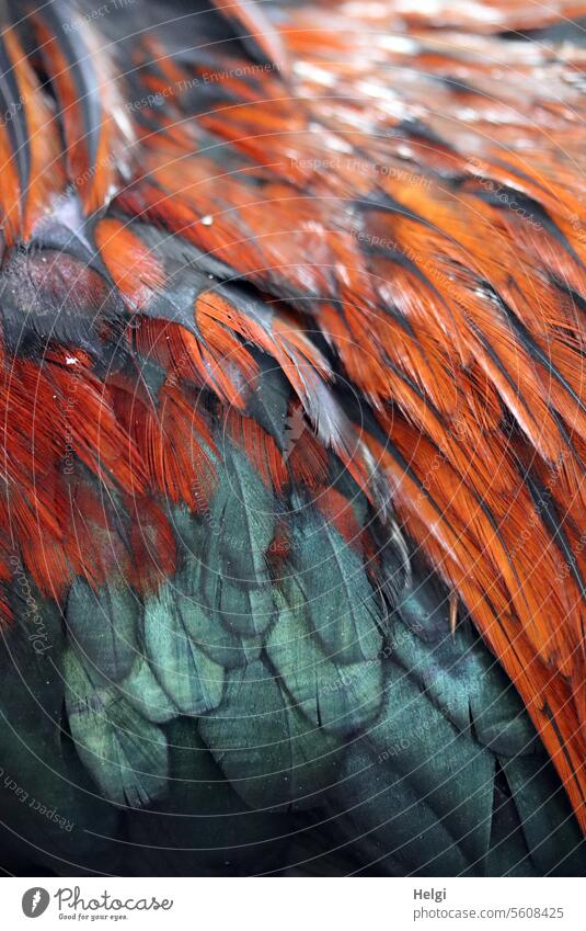 Plumage  Feather Photography and Art