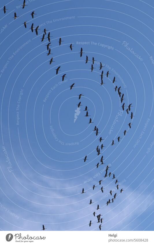 Have a good journey into the new year birds Cranes Flock Flock of birds Group of animals bird migration Migratory birds Sky Clouds Many Silhouette