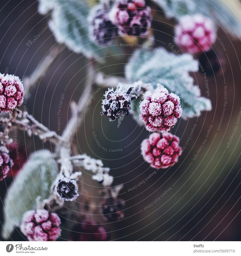 Late blackberries in winter Berries Blackberry fruits bush berries Berry bush Frost chill Hoar frost freezing cold wild berries Frozen Cold Freeze Forest plants