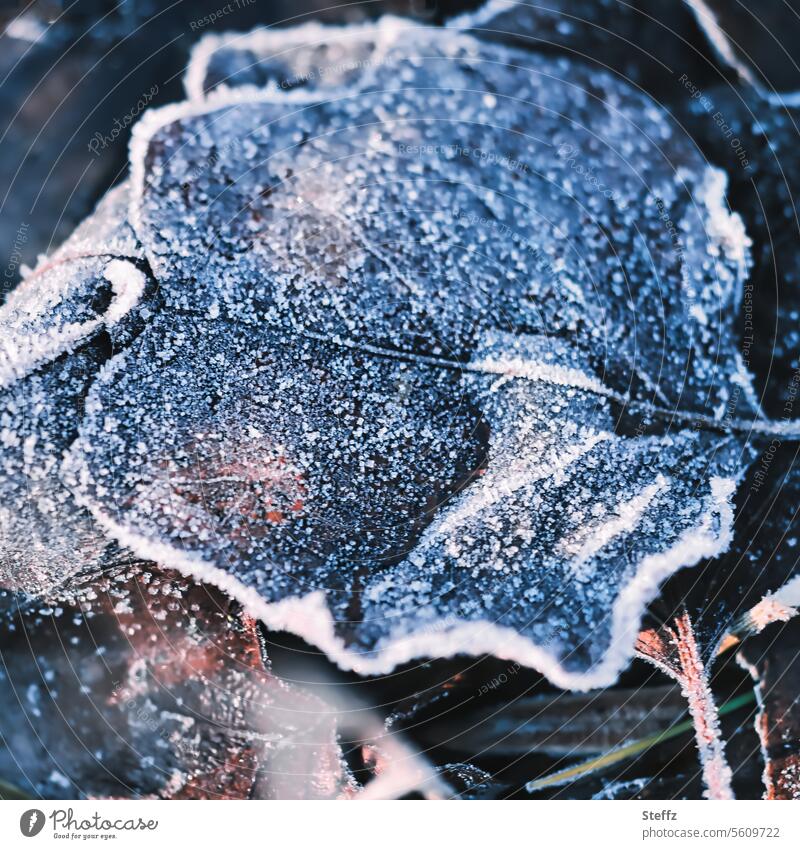 fallen leaves covered with hoarfrost Hoar frost chill Frost Leaf frosty Hoarfrost covered Cold icily Freeze frozen leaf icy cold freezing cold