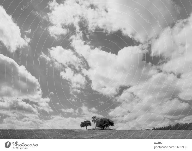 group picture Landscape Horizon Outdoors Together Grove of trees Clump of trees Exterior shot Day Panorama (View) Idyll Beautiful weather Plant Nature