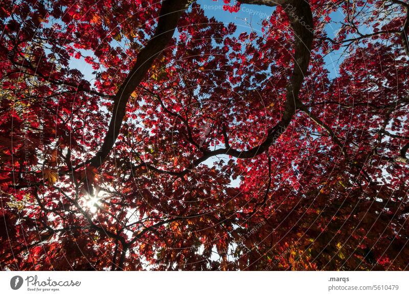 red-leaf Leaf canopy Red Tree Autumn Nature Autumn leaves Autumnal colours Back-light Shadow Plant Esthetic Contrast Sunlight Growth Environment Life Seasons