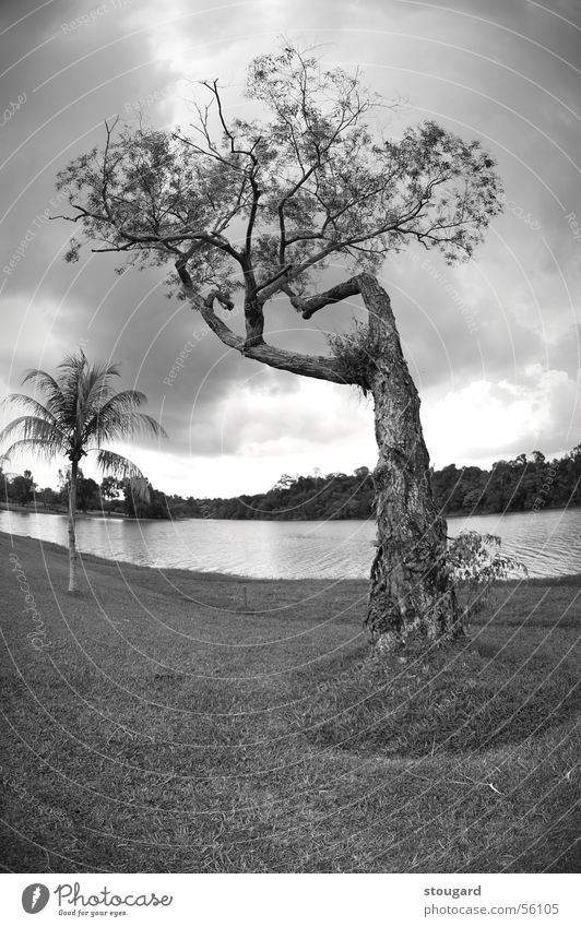 TREE Nature Sky Singapore tree landscape outside lac grass Palm tree Exterior shot