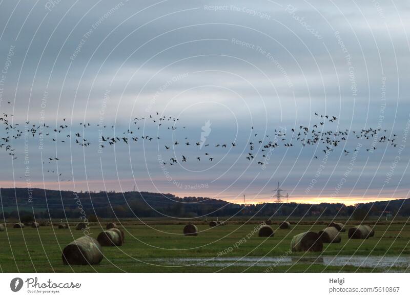 Autumn time | Flock of birds in the morning over a meadow with hay bales Many Morning Sunrise Meadow Hay bale Water Deluge Wet Sky Light Shadow Moody