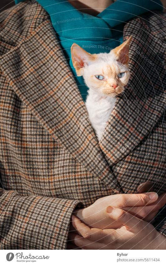 Obedient Devon Rex Cat With Bright White Orange Fur Color Peeks Out From Under Owners Coat. Curious Playful Funny Cute Amazing Devon Rex Cat. Cats Portrait. Amazing Happy Pets. Bold Blue Cat Eyes