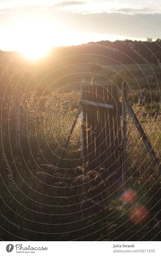 800 :) Goal Gate Fence Summer Summery warm Sunset Sunlight Grass Edge of the forest idyllically beautiful light