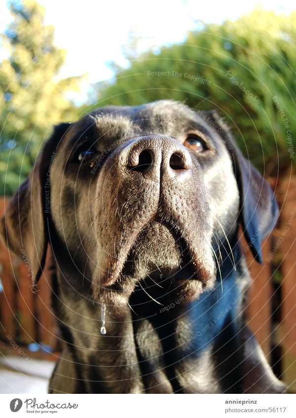 Labrador Ask Dog snort question