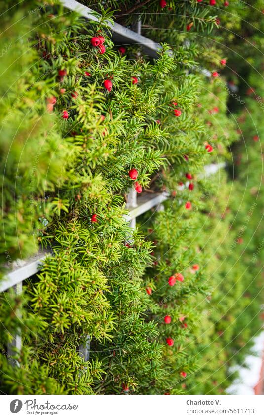 Yew hedge (Taxus baccata) Boundary Plant Hedge Green Bushes Exterior shot Garden Fence Boundary line Barrier Garden fence Nature Colour photo Border