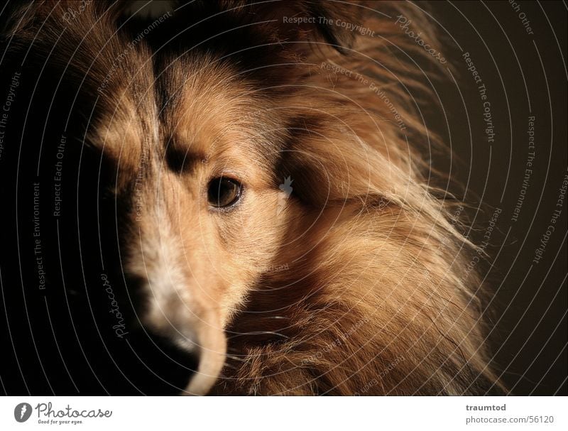 what do you want from me Dog Shetland Collie Portrait photograph Pet Puppy Ball of wool Pelt Black Animal Dog's head Honey Loyalty sheltie sheepdog Purebred dog