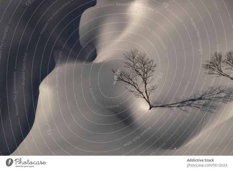 Bare tree on snow covered slope during sunny day bare landscape mountain covering winter japanese alps from above tranquil view plant sunlight shadow white