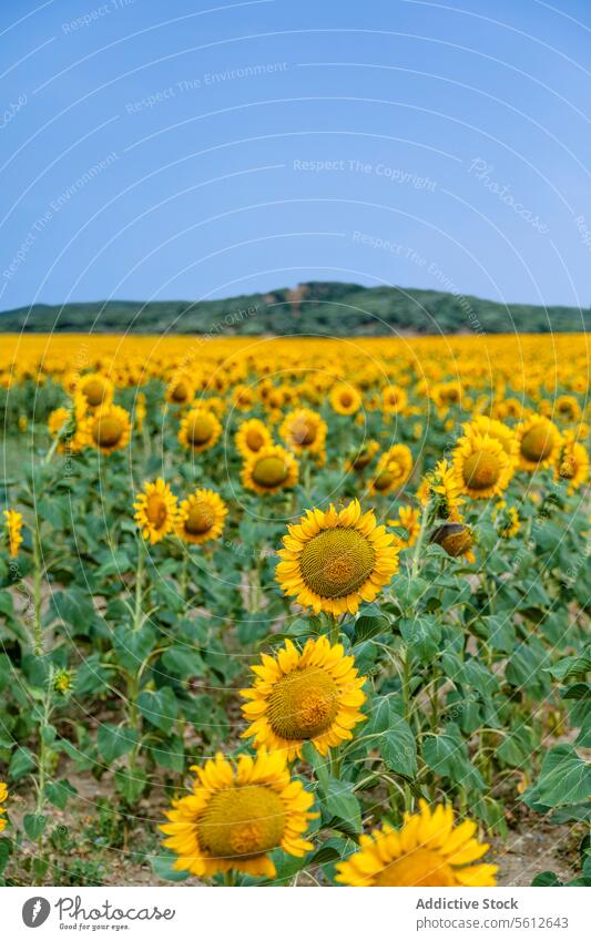 Vast sunflower field under a clear blue sky agriculture rural horizon bloom nature summer yellow plant farm landscape outdoors scenic beauty flora bright growth