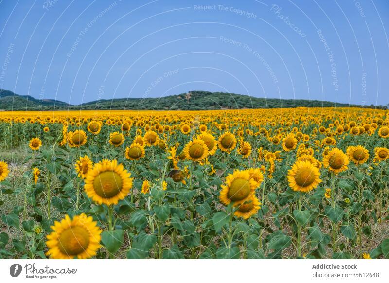 Expansive Sunflower Field under a Clear Blue Sky sunflower field blue sky summer vibrant nature floral landscape agriculture farming yellow bloom plant