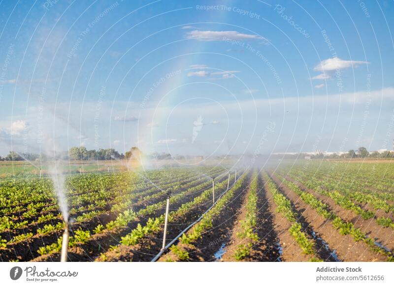 Irrigation System Watering Agricultural Field at Sunset agriculture irrigation field watering crop sunset rainbow mist clear sky farm landscape rural system