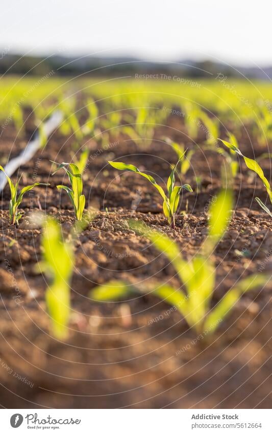 Young corn plants growing in soil at golden hour agriculture seedling growth farm field crop spring young green nature earth land sprout cultivation rural