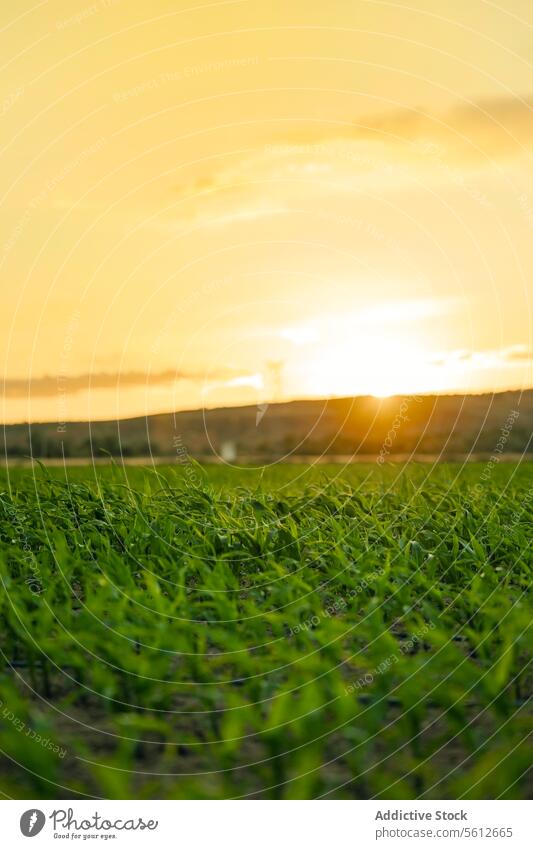 Golden hour over a lush young cornfield sunset agriculture golden hour green plant growth soil farm nature warm glow horizon sprout fertile rural landscape