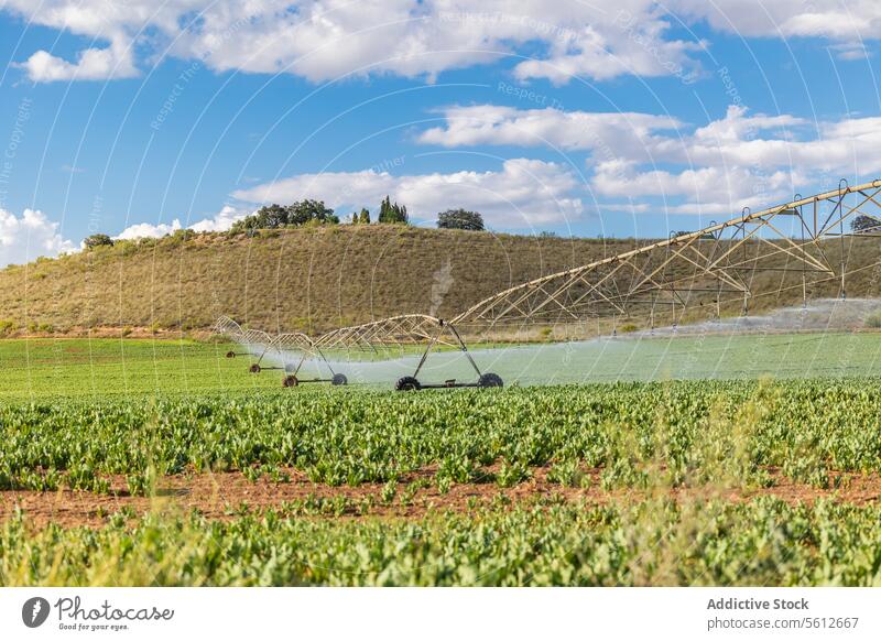 Irrigation System Watering Agricultural Field Under Blue Sky agriculture field irrigation system pivot watering farm crop blue sky modern agricultural