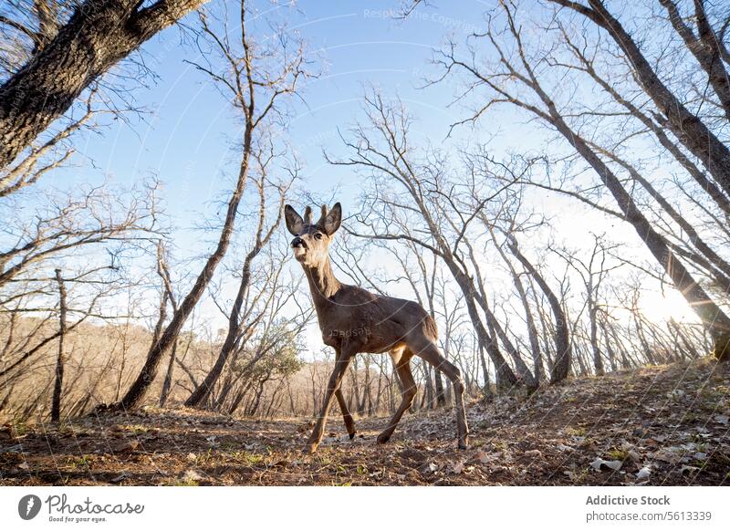 Captivating image of a Roe deer in a misty forest - a Royalty Free