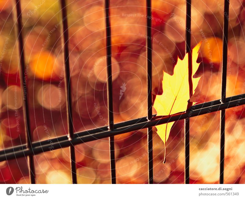 Autumn - pure matter of opinion Environment Beautiful weather Leaf Fence Exceptional Threat Hot Crazy Point Yellow Gold Orange Red Warm-heartedness Surprise