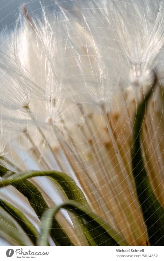 Achenes achenes paraglider Paraglider Detail Macro (Extreme close-up) Shallow depth of field Ease Soft