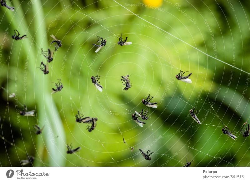 Dead flies Hunting Nature Animal Forest Virgin forest Spider Natural Wild Green Capture Insect food fly Prey wildlife Trap net catch cobweb victim Wrap fauna