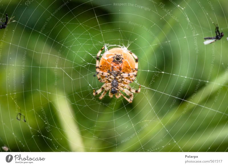 Big spider Hunting Garden Nature Animal Spider Creepy Bright Small Natural Wild Yellow Fear Horror Dangerous arachnophobia cross Insect Spider's web net big